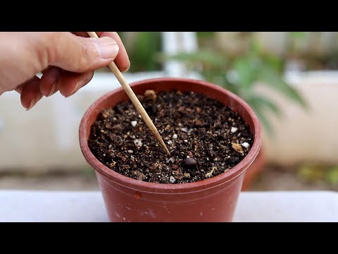 用番茄种子，这样播种，是正确的吗？