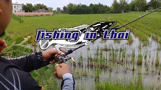 How to catch Snakehead Fish in Thailand l Snakehead Fish l snakehead fish attack soft frog lure ep1