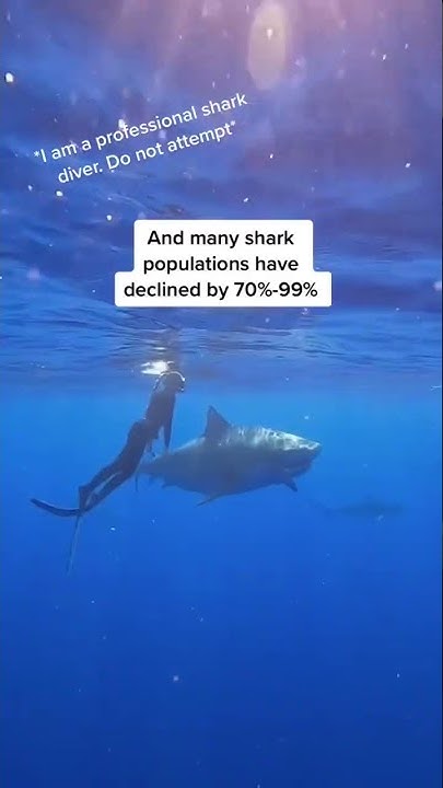 Sharks Going Extinct!! #ocean #shark #sharkdiver #tigershark #shorts