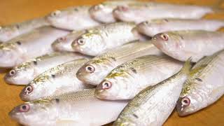 コハダのさばき方～酢じめと握りの作り方～How to fillet a Dotted gizzard shad and make sushi and sashimi.