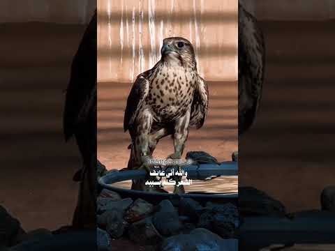 كن في صدري نسانيس هبهاب الجنوب اكسبلور ستوريات تصاميم حالات واتس