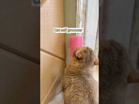 Cat self groomer #cat #bestpetsupplies #petcareprovider