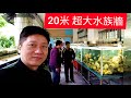 20米超大水族牆 裕民國小水生走廊 台灣原生魚類放魚全紀錄 一日志工 竹篙頭 苦花 馬口魚 蓋斑鬥魚 土鯽仔 巴氏銀鮈 溪哥 紅貓 大眼華鯿 大目孔 何氏棘魞 土虱 台灣石鮒 牛屎鯽 生態棲地