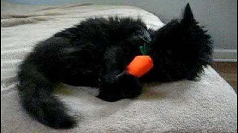 Cat takes on catnip carrot