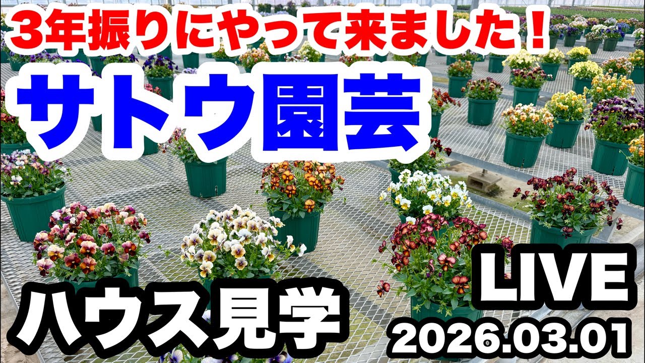 ◆9:30分前配信予定。進化し続ける！【サトウ園芸】ハウス見学🪴