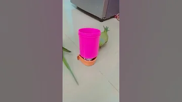 Remix Talkingparot Dj Song Cute 