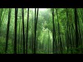 Bruit de pluie dans la bambouseraie fort     