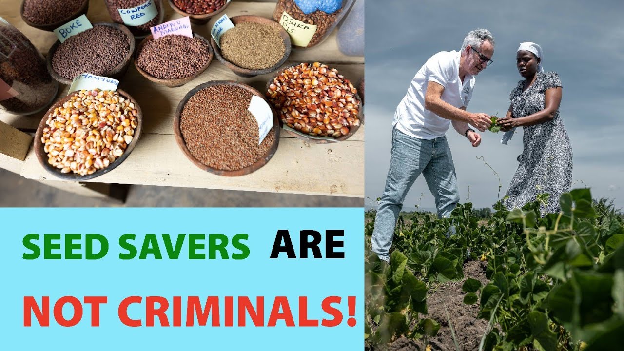 Африканские хранители семян — не преступники: от страха к свободе для коренных фермеров