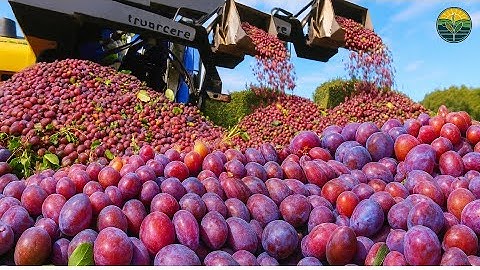 How to produce millions of vines - Grape Seedlings Production - Harvesting and processing grape