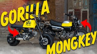 BAHAS MINI BIKE!! PERBEDAAN HONDA MONGKEY DENGAN HONDA GORILLA!!