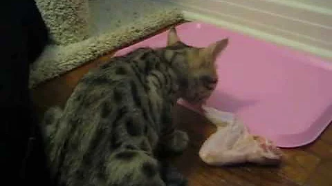 Watch the video about Savannah Kitten eating raw chicken pt. 2