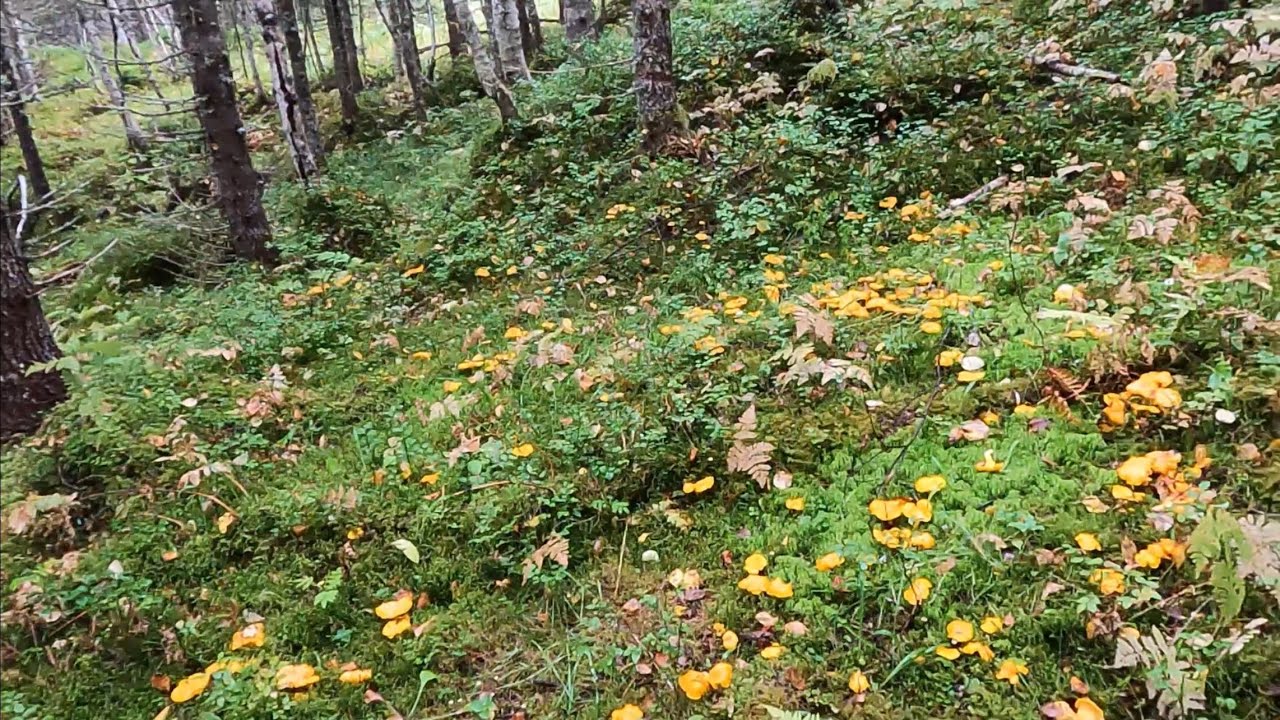 เหลืองเต็มพื้นเห็ดมันปูเก็บแป๊บเดี๋ยวเต็มตระกร้าต้องจำใจเดินออก02.010.24