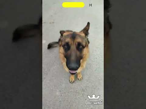 Видео: Как да пазиш кучето си от актьорска работа