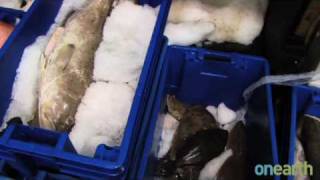 Oil Threatens the Gulf Coast Seafood Industry