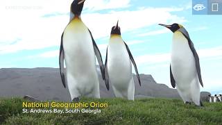 King Penguin Fights | South Georgia & the Falklands | Lindblad Expeditions-National Geographic