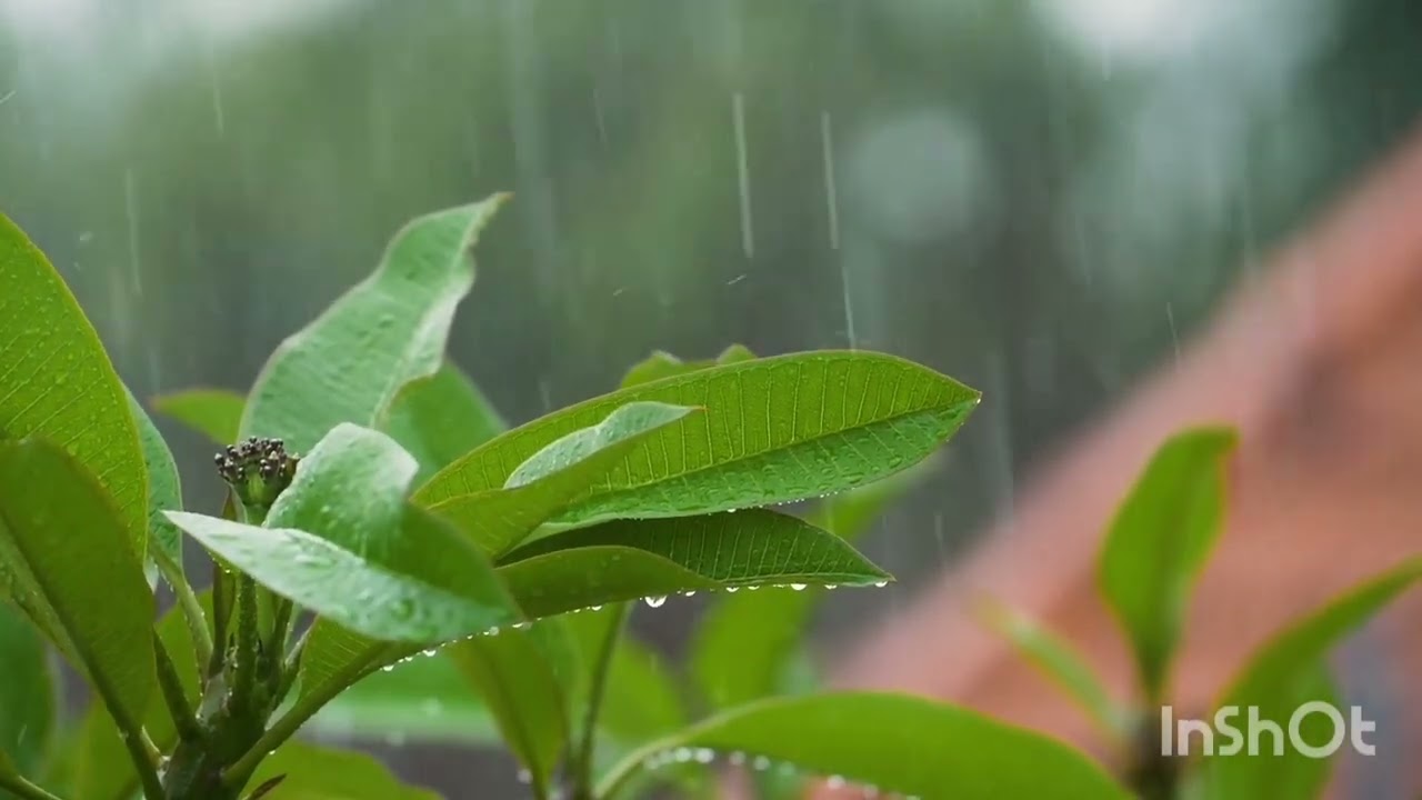 Relaxing Rain Drop Sounds=Drifting to sleep 😴