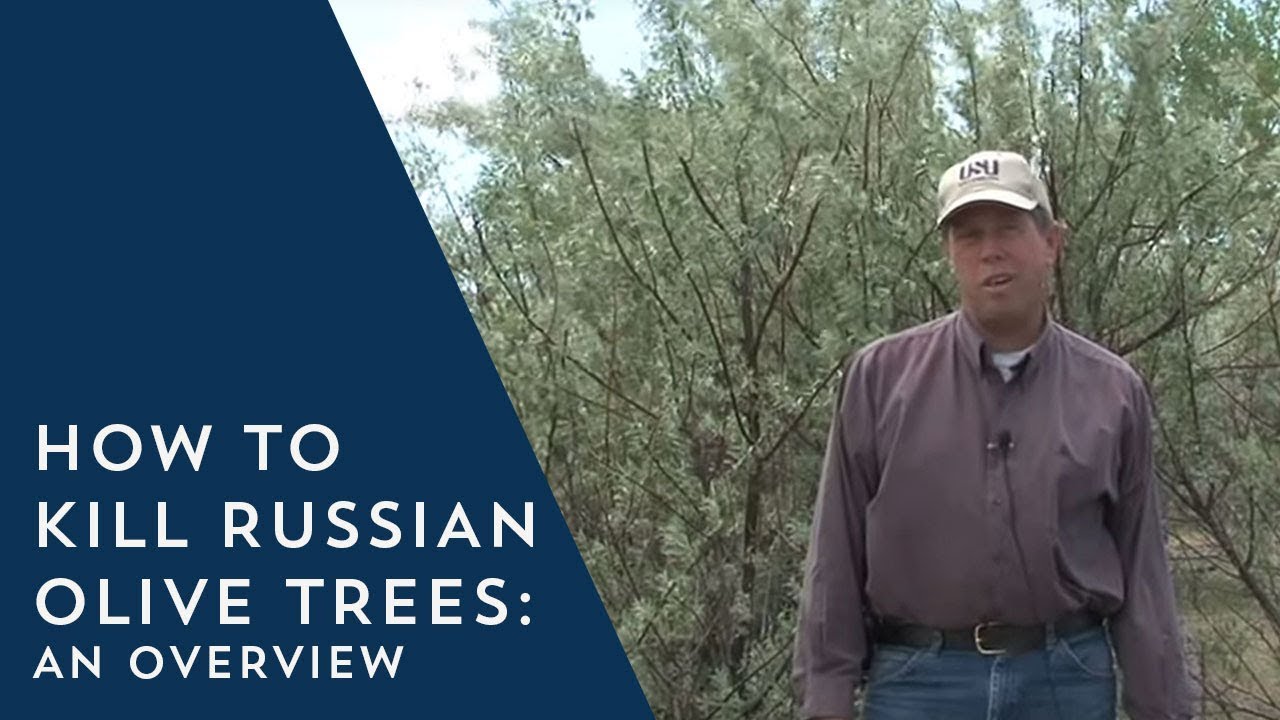 How to Kill Russian Olive Trees Overview YouTube