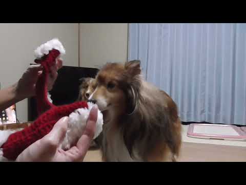 【可愛いシェルティ】もうちょっと着てみてくださいよ