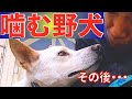 噛む野犬ショウくん その後のご報告