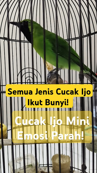Emosi! Cucak ijo mini keluarkan isian gacor bikin emosi jimin cimin | pancingan ampuh