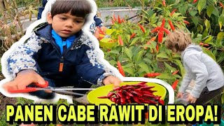 PANEN CABE RAWIT JOOOSS!!!