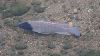 1041209南港四分溪半邊黑臉吳郭魚