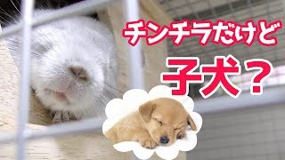 チンチラが子犬っぽく見える角度を見つけた！Chinchilla resembles a puppy!