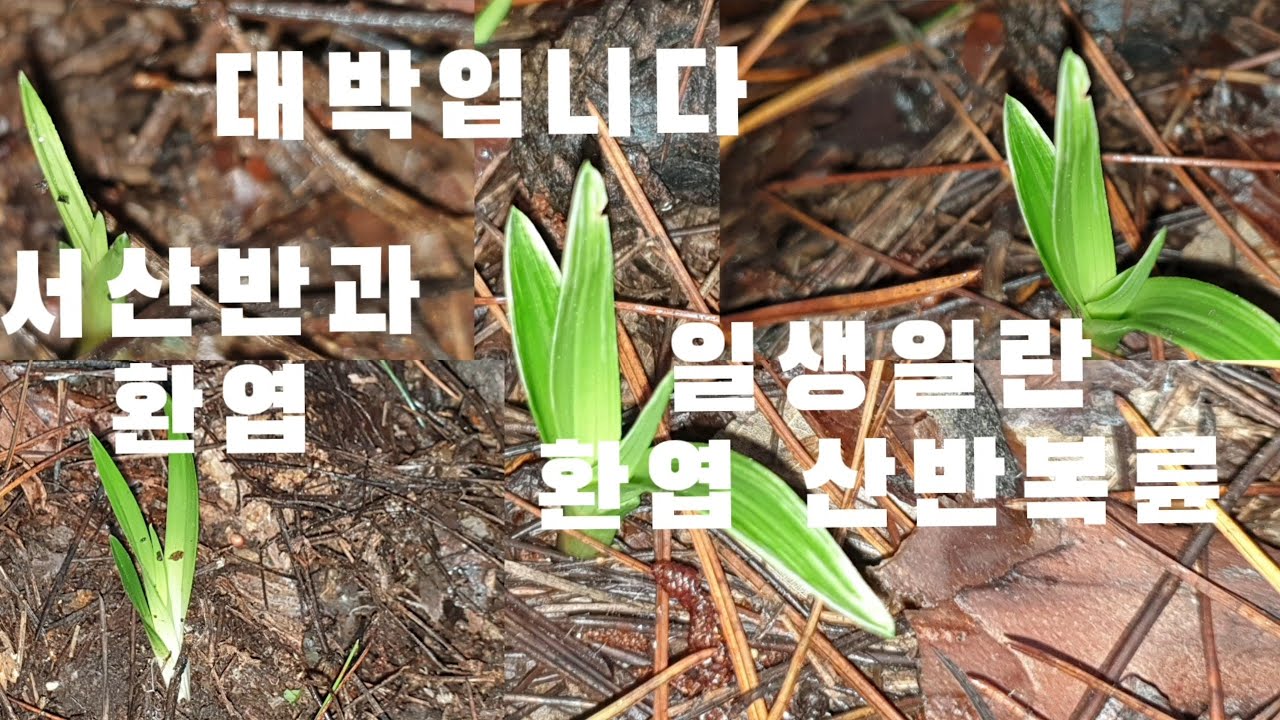 #한국춘란 산채 환엽에#설백 산반복륜을 만났네요#난초랑