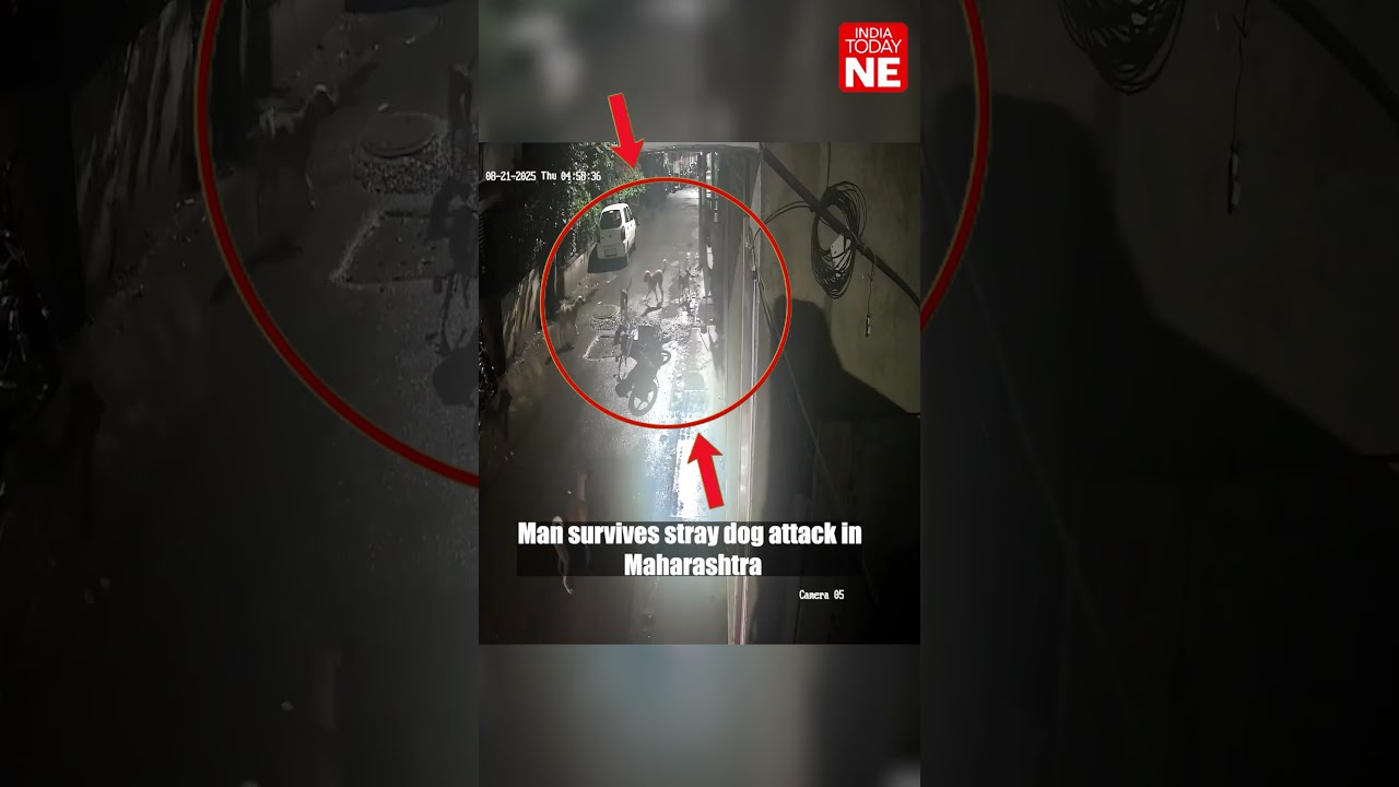 Man Survives Stray Dog Attack In Maharashtra