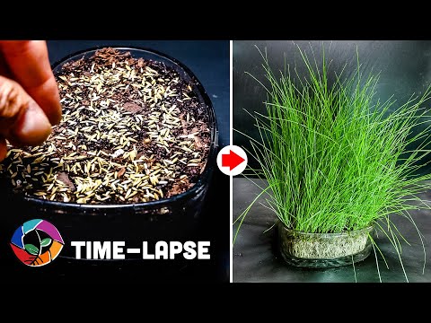 Growing Lawn Grass From Seed In 32 Days Time Lapse