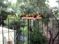 Rainbow lorikeet parrot queensland australia