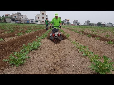 Video: Máy đào khoai tây tự chế: tính năng