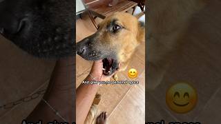 Everyone Loves This Cute Dog  dogshorts dog petshub cutedog doglover funnydogs ytshorts