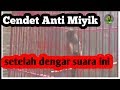 Tips Agar Cendet Cepat Gacor Perdengarkan Ini Kicau Ocehan Mp3 - Mp4 Download