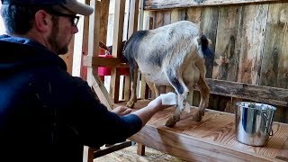 Milking Our Goat For the First Time (Nigerian Dwarf Goats)