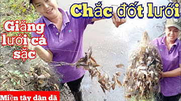 giăng lưới cá sặc tha hồ mà gỡ | miền tây dân dã | # 52