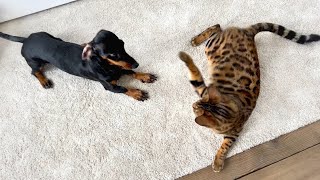 Family Diary- Dachshund and Bengal cat are playing.