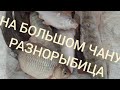 рыбалка на озере чаны, щедрый чан разнорыбица