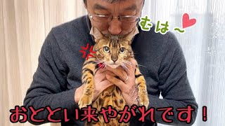 両親が保護した黒猫に会いに来たらベンガル達が餌食にされました