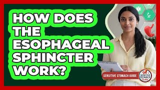 How Does The Esophageal Sphincter Work