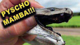 This Black Mamba Is Dangerous!!!! 🔥🔥🔥