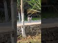Male Cat’s Dramatic Entry to the Queen #cat #catshorts #shorts