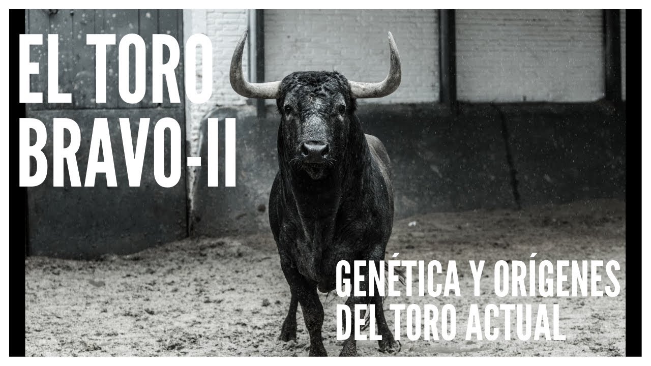 🐂 TOROS DE LIDIA II🐂 [Genética y orígenes del toro bravo actual]