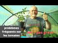 Problèmes  jardinage : très fréquents sur vos pieds de tomates !