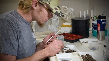 Processing the ʻōhiʻa tree seeds