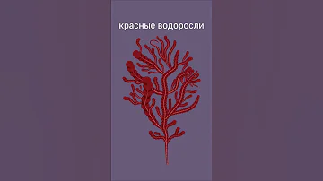 Самое основное о багрянках (красные водоросли)