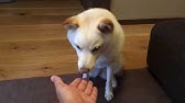 マジでお手が空振りまくるシベリアンハスキー Youtube マジでお手が空振りまくるシベリアンハスキー Youtube