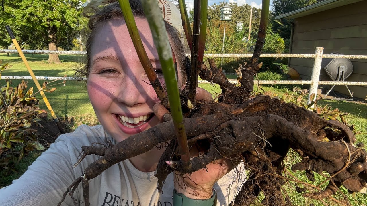 Разделяй и властвуй: как размножить пионы осенью