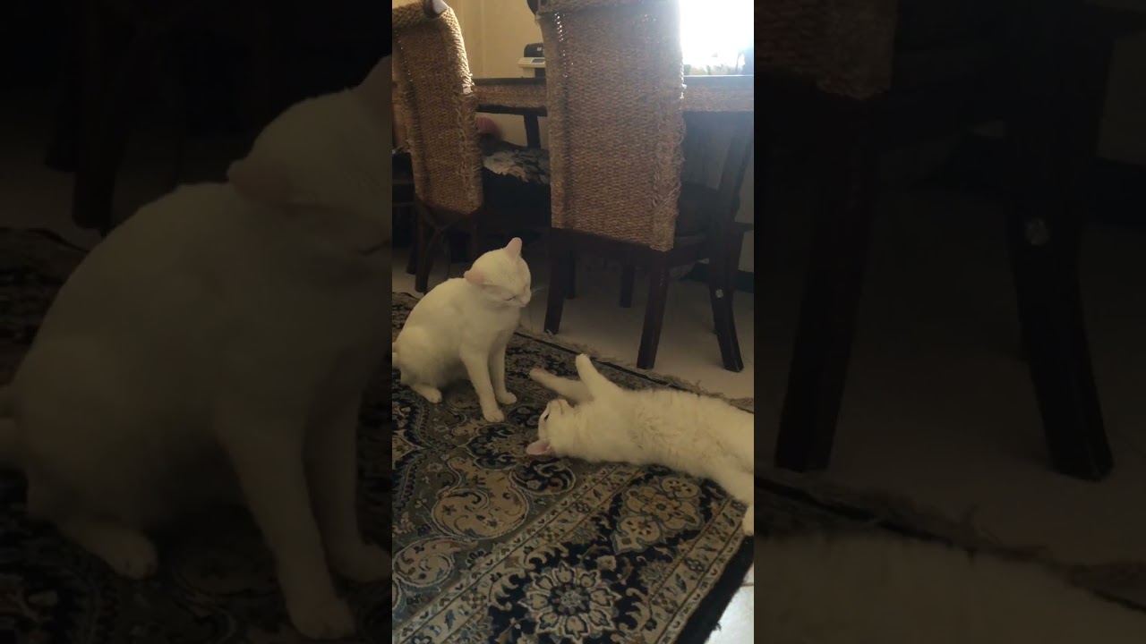 White Cat and Kitten Playing  