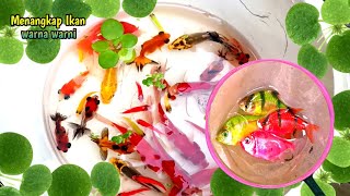 Most Amazing Catching Colorful Surprise Eggs, Turtle, Koi fish, Bettafish, Goldfish, Glofish 🐳08